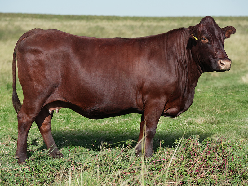 SYF 100343 (Embryo-IVF)